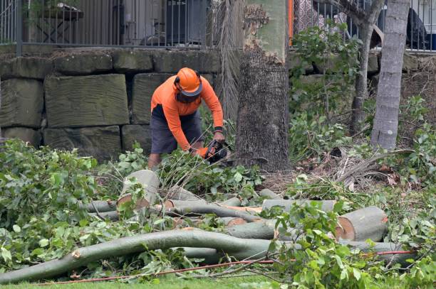 Best Arborist Consultation Services  in Ojus, FL